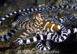 Magic octopussy,wunderpussy
Nikon D200, 60 micro, twin s... by Marchione Giacomo 